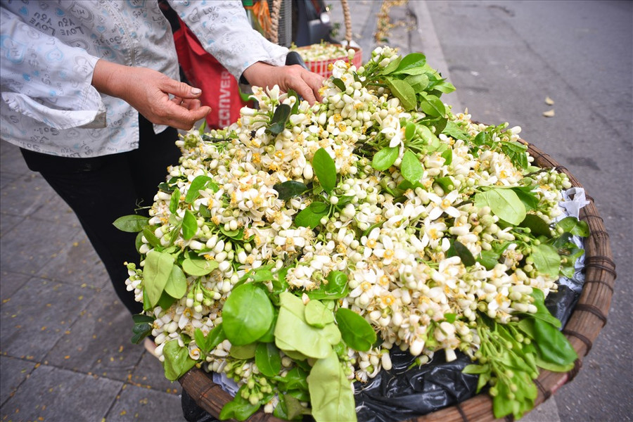 Những chùm hoa bưởi được người bán xếp lại từng bó nhỏ nhắn, chỉn chu chờ khách mua.