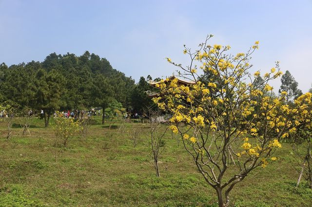 Mai vàng tại Khu mộ Đại tướng Võ Nguyên Giáp cũng khoe sắc rực rỡ ngày đầu năm mới.