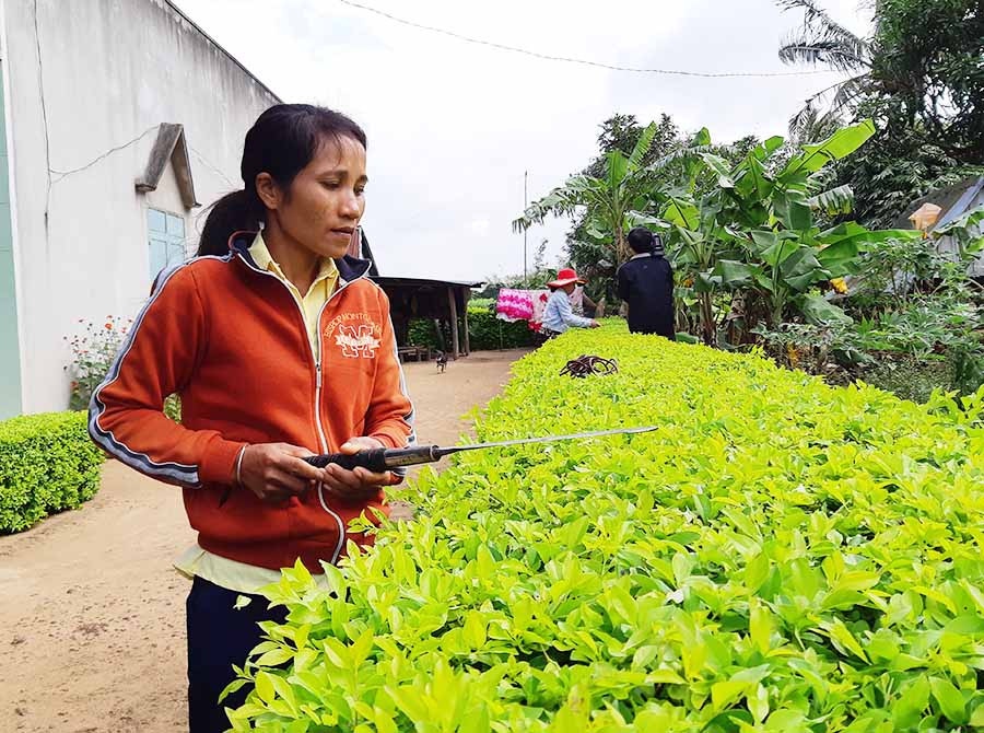 Chị Đinh Thị Em cùng chị em trong làng làm hàng rào xanh. Ảnh: Tuyết Mai Chị Đinh Thị Em cùng chị em trong làng làm hàng rào xanh. Ảnh: Tuyết Mai
