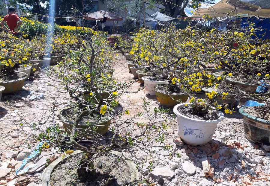 Nếu không bán được, mỗi gốc mai sẽ được gửi lại vườn chăm sóc với giá thấp nhất là 250.000 đồng. Ảnh: Nguyễn Tú