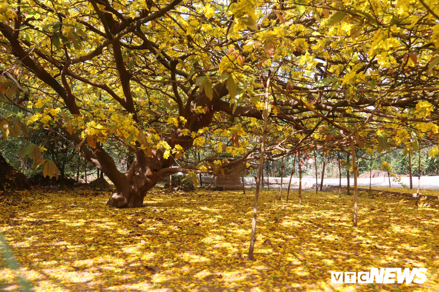 “Những bông hoa sau khi nở bắt đầu rơi rụng như xác pháo, rất đẹp mắt. Từ bữa cây mai trổ bông đến giờ rất nhiều người đến xin chụp ảnh. Tôi luôn sẵn lòng chào đón”, ông Đối nói.