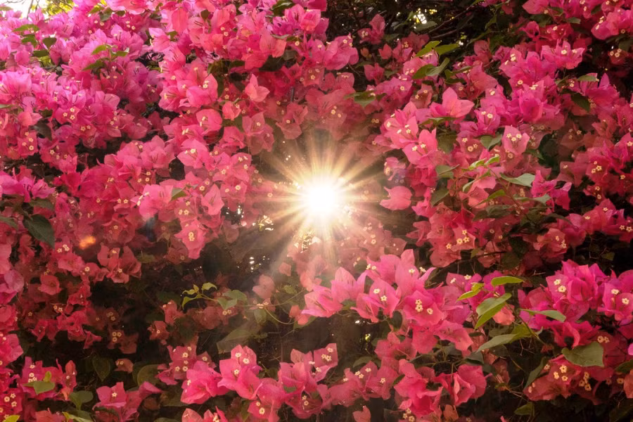 Cây nở bông từ tháng Chạp đến tháng 9 năm sau. 