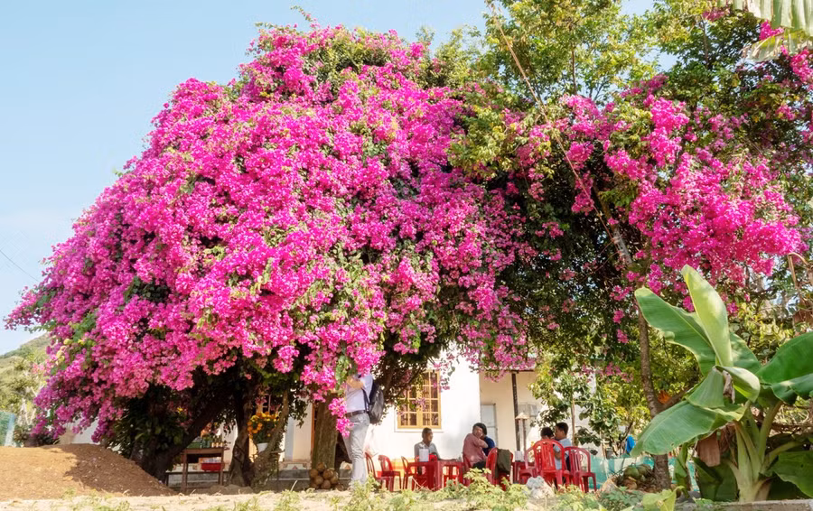 Từ trước Tết Nguyên đán đến nay, cây hoa giấy của gia đình bà Võ Thị Nhiều nổi bật một góc thôn Đông, xã An Hải, huyện Lý Sơn (Quảng Ngãi). Bà Nhiều cho biết cây được trồng 52 năm trước. 