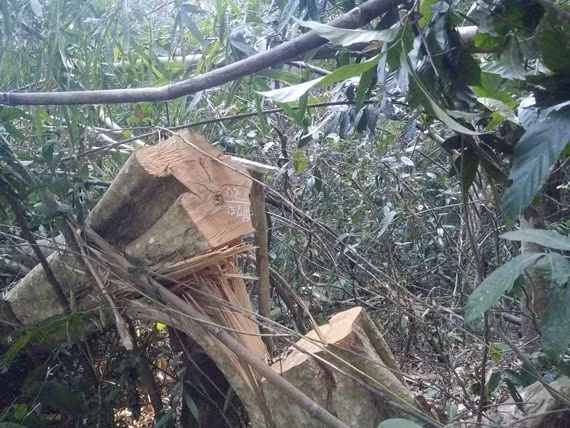 Hiện trường vụ phá rừng