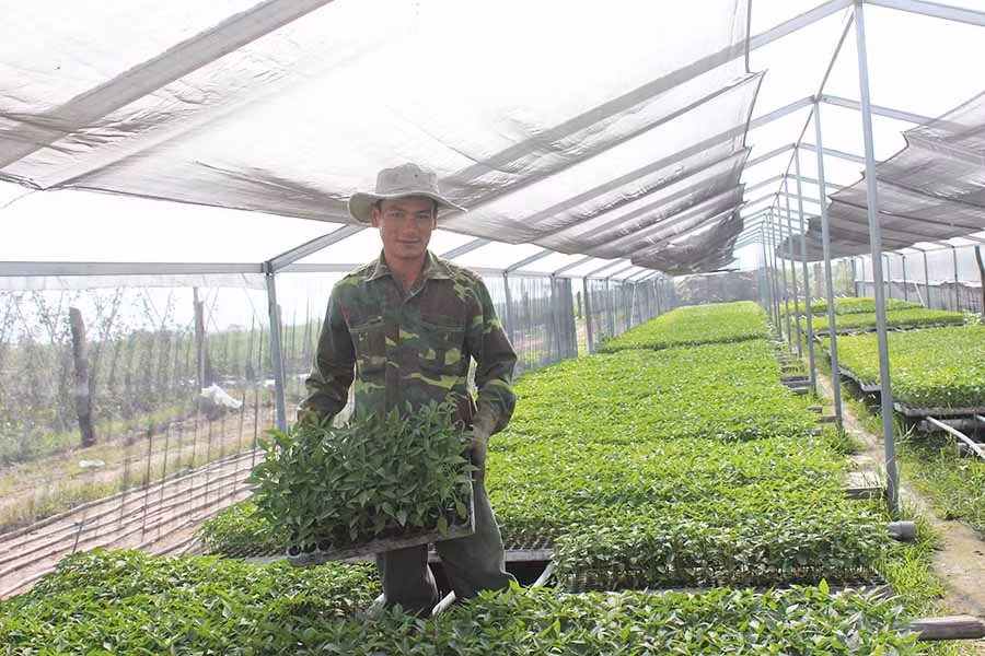  Nông dân xã Cư An sản xuất rau chất lượng cao trong nhà lưới. Ảnh: B.T