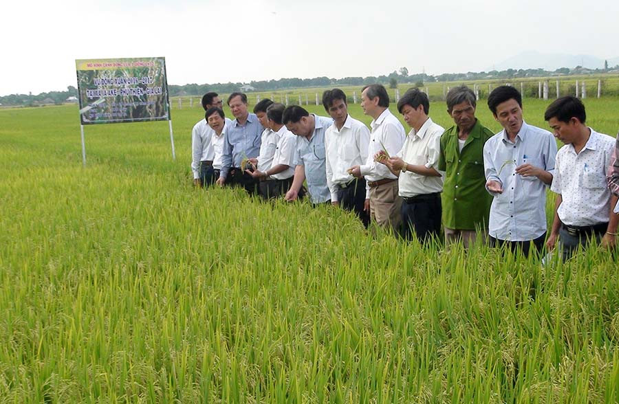 Mô hình cánh đồng lúa lớn một giống cho thu nhập cao. Ảnh: T.Đ Mô hình cánh đồng lúa lớn một giống cho thu nhập cao. Ảnh: T.Đ