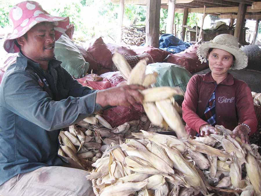  Ngườn dân xã Ia Rtô được mùa bắp nhờ áp dụng khoa học kỹ thuật vào sản xuất. Ảnh: Đ.P