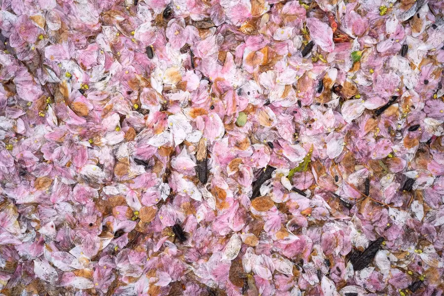 Những bông hoa nở đẹp nhất trong khoảng 7 đến 15 ngày tùy chủng loại và điều kiện thời tiết cụ thể. Hiện trên thế giới có khoảng 600 loài anh đào khác nhau, gồm cả các loại mọc tự nhiên trên núi đến những loại do con người lai tạo. Ảnh: Cherry Blossom Watch.