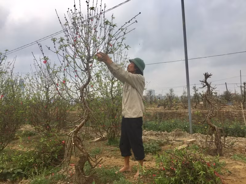 Chăm sóc hoa đào sau Tết. Ảnh: internet