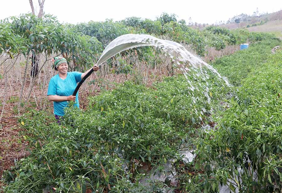  Bà Trần Thị Tròn (thôn 9, xã Yang Trung) tưới nước cho vườn ớt chuẩn bị thu hoạch đợt 2. Ảnh: N.M