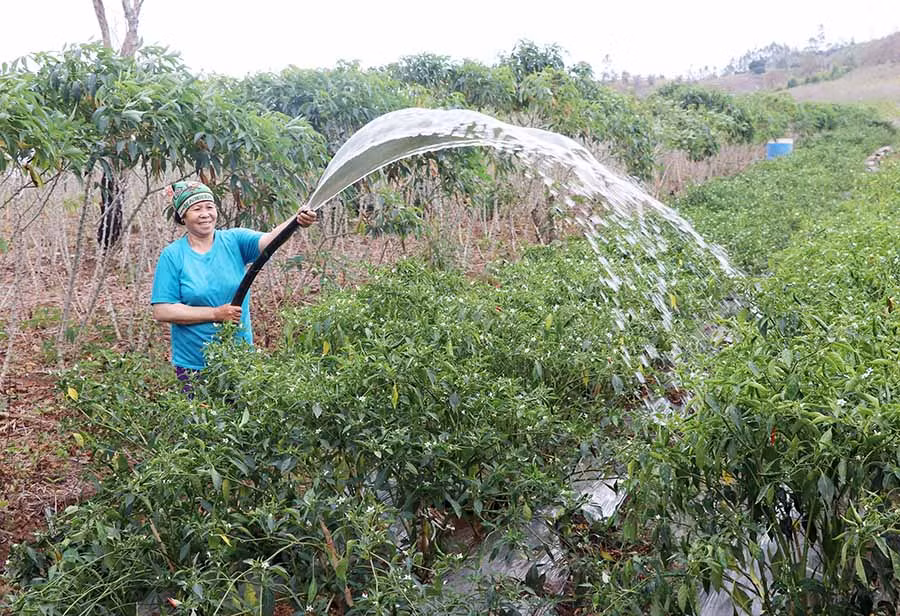  Bà Trần Thị Tròn (thôn 9, xã Yang Trung) tưới nước cho vườn ớt chuẩn bị thu hoạch đợt 2. Ảnh: N.M