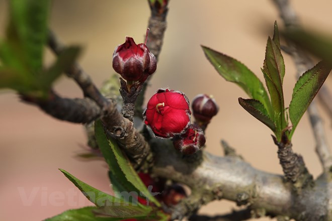  Thất thốn đỏ sẫm là giống đào quý hiếm được dân sành sỏi săn tìm. (Ảnh: Tố Linh/Vietnam+)