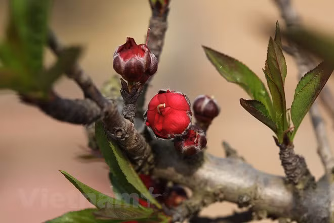 Thất thốn đỏ sẫm là giống đào quý hiếm được dân sành sỏi săn tìm. (Ảnh: Tố Linh/Vietnam+) Thất thốn đỏ sẫm là giống đào quý hiếm được dân sành sỏi săn tìm. (Ảnh: Tố Linh/Vietnam+)