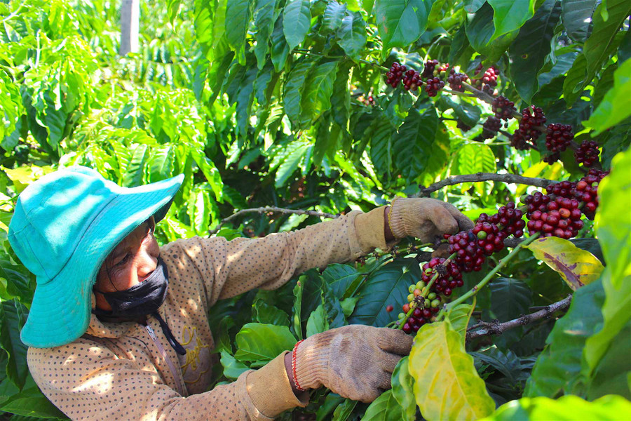 Tổ chức sản xuất theo chuỗi giá trị đối với các sản phẩm chủ lực. Ảnh: Mộc Trà