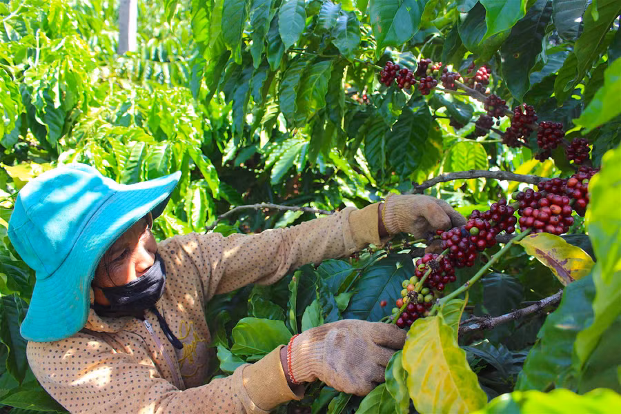 Tổ chức sản xuất theo chuỗi giá trị đối với các sản phẩm chủ lực. Ảnh: Mộc Trà