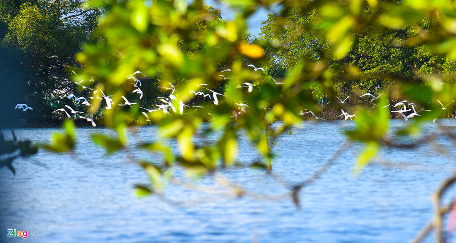  Đi ghe vào giữa rừng đước, du khách có thể tận mắt chiêm ngưỡng hàng nghìn con cò kiếm ăn giữa không gian thiên nhiên hoang sơ, sông nước hữu tình.