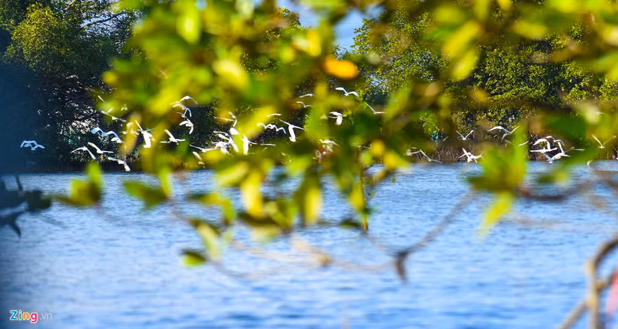  Đi ghe vào giữa rừng đước, du khách có thể tận mắt chiêm ngưỡng hàng nghìn con cò kiếm ăn giữa không gian thiên nhiên hoang sơ, sông nước hữu tình.