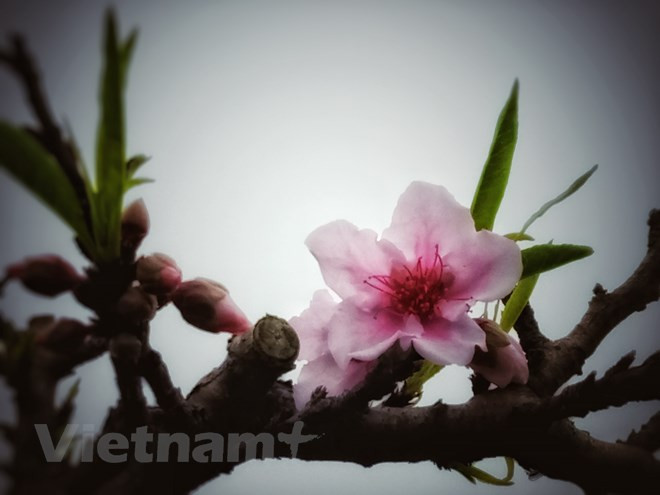 Thất thốn 5 cánh đơn vừa quý hiếm lại khó chơi, kén người chơi và giá thì cao ngất ngưởng tới vài trăm triệu một cây.(Ảnh: CTV/Vietnam+)