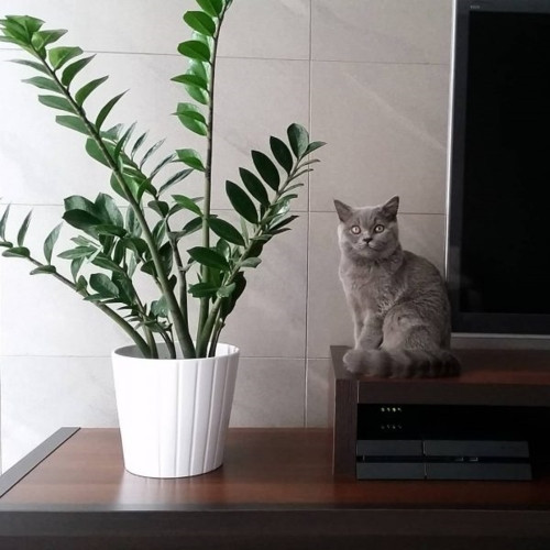 Cây kim tiền vừa mang ý nghĩa về phong thủy vừa dễ chăm sóc.