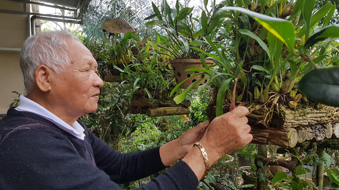 Cụ Vũ Hữu Xiêm chăm sóc vườn lan ở nhà riêng của cụ Cụ Vũ Hữu Xiêm chăm sóc vườn lan ở nhà riêng của cụ