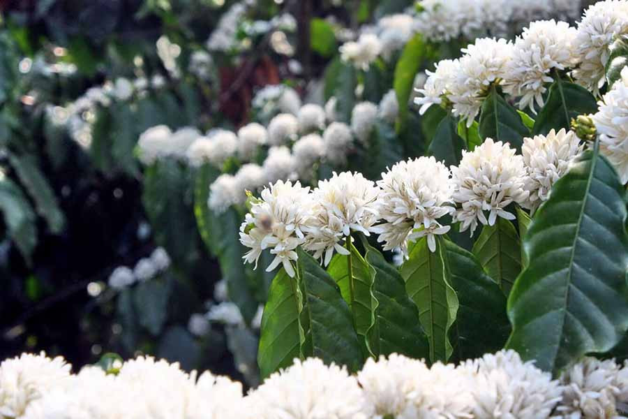 Ảnh minh họa (nguồn internet)