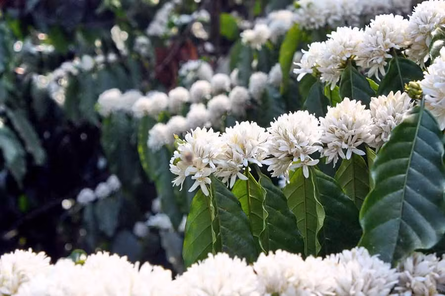 Ảnh minh họa (nguồn internet)