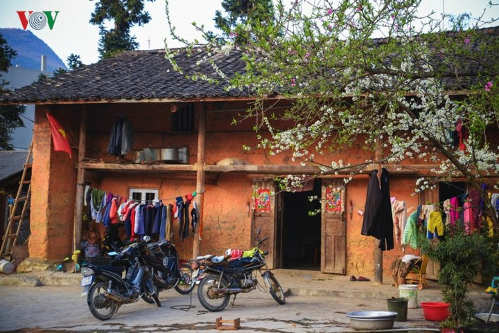  Hoa mận trước hiên nhà, vừa mở cửa đã thấy mùa xuân ngập tràn.