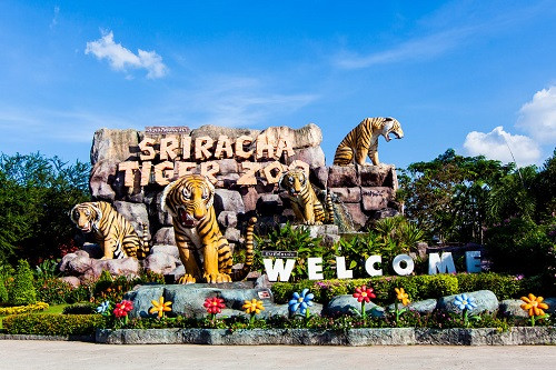 Là một vườn thú ở Sri Racha - vùng ngoại ô của Pattay - công viên Tiger Zoo là một trong những điểm tham quan được nhiều du khách nước ngoài biết đến tại Thái Lan. Công viên có diện tích khoảng 400.000m2, nơi đang chăm sóc cho hơn 200 chú hổ và là đại gia đình của cá sấu, voi, khỉ. Không những tận mắt thấy sinh hoạt của những chú hổ to lớn, du khách còn được đùa giỡn, cho ăn và chụp hình với hổ có người quản lý đi theo.