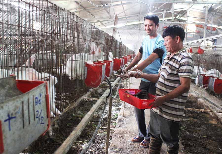  Mô hình nuôi thỏ của anh Cao Xuân Văn Việt (làng Ia Tung, xã Chư Á, TP. Pleiku). Ảnh: V.T