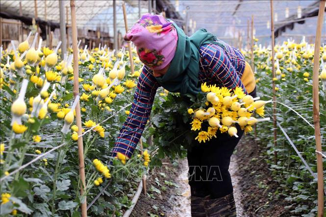  Người dân xã Chiềng Xôm, thành phố Sơn La (tỉnh Sơn La) tất bật chuẩn bị hoa để cung cấp ra thị trường.