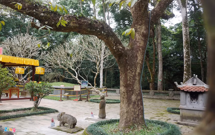 Xung quanh lăng mộ là những loại cây cổ thụ có hàng trăm năm tuổi như sưa, đa, lim, đại, bồ đề, ổi…