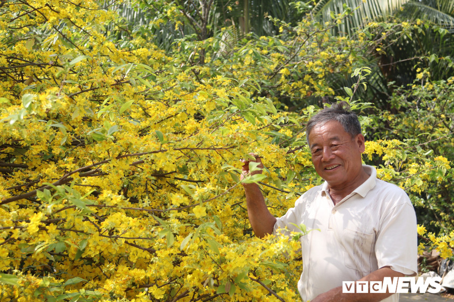 Lão nông Nguyễn Văn Đối cho biết, cây mai được cha của ông trồng cách đây khoảng 80 năm và hoàn toàn để mọc tự nhiên. Do quý cây mai nên hai vợ chồng ông chăm sóc rất kỹ. 