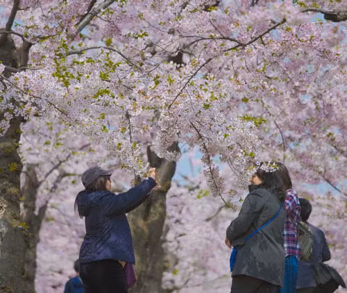 Nhật Bản là một trong những điểm đến yêu thích của người Việt trong mùa Tết Nguyên đán 2019 vì đang trong mùa hoa anh đào nở. Ảnh: Nguyễn Thành Luân. Nhật Bản là một trong những điểm đến yêu thích của người Việt trong mùa Tết Nguyên đán 2019 vì đang trong mùa hoa anh đào nở. Ảnh: Nguyễn Thành Luân.