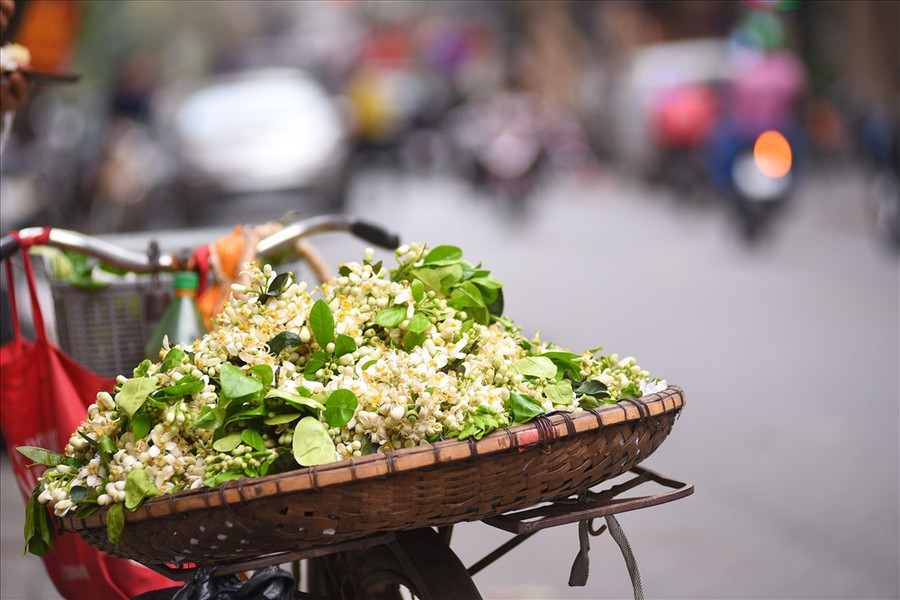 Không rực rỡ như những loài hoa khác, hoa bưởi mang trong mình màu trắng tinh khôi, nhẹ nhàng cùng mùi hương làm say đắm lòng người.