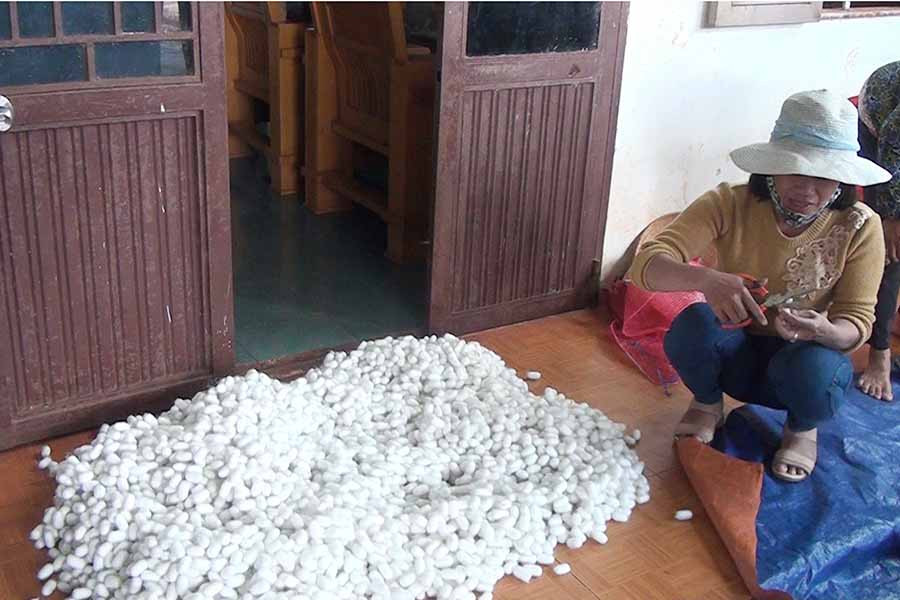  Kiểm tra chất lượng kén. Ảnh: N.S