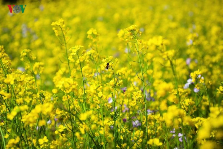  Đầu xuân cũng là lúc hoa cải vàng ruộm những mảnh ruộng nhà ai. Cải vàng, cải trắng trải dài hút mắt quanh nhà, ong bướm dập dìu.