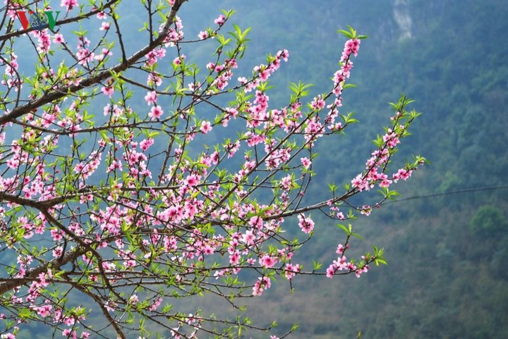 Đào Hà Giang có nhiều khác biệt, năm cánh dày dặn hồng tươi ôm lấy nhụy, thân cây xù xì cứng cáp.