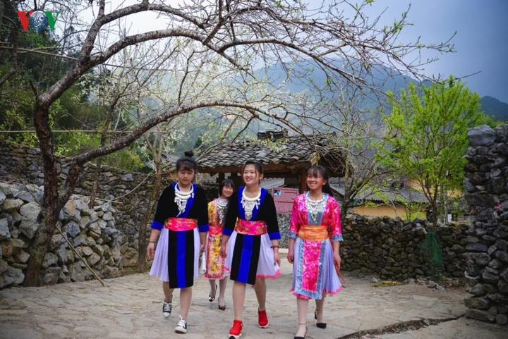  Thanh niên, thiếu nữ người Mông, Dao, Giáy, Lô Lô,… tấp nập vui chơi trong tiếng khèn, tiếng sáo, cùng nhau hò hẹn giữa những sắc hoa ngập tràn.