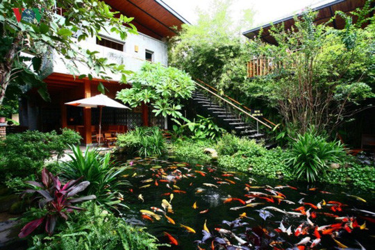  Không gian này dường như càng rộng hơn bởi ngôi nhà - kiến trúc chính của quán cũng khiêm nhường hoà lẫn vào cây xanh. Hồ nước là trung tâm của quán với đàn cá nhiều sắc màu tung tăng bơi lội.