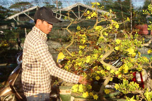 Những chậu mai bon sai giá chỉ 1 triệu đồng/ 1 chậu vẫn ế ẩm. Ảnh: Nguyễn Tú