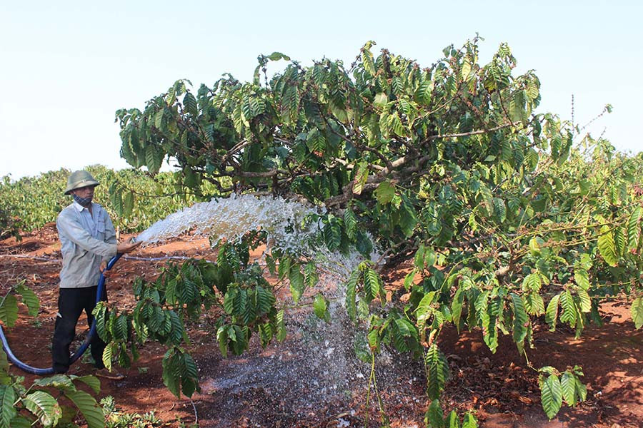 Nông dân xã Nghĩa Hưng (huyện Chư Pah) tưới nước đợt 2 cho cây cà phê. Ảnh: N.D