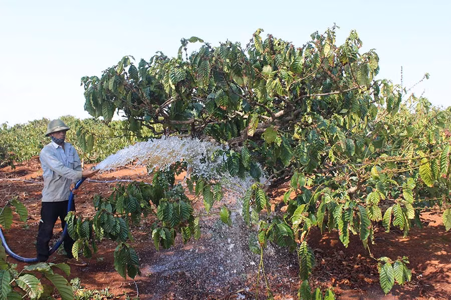 Nông dân xã Nghĩa Hưng (huyện Chư Pah) tưới nước đợt 2 cho cây cà phê. Ảnh: N.D