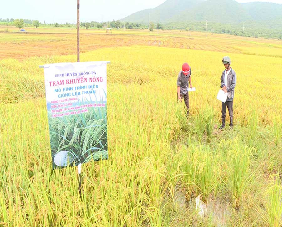  Mô hình thâm canh lúa Đài thơm 8 tại cánh đồng Chư Gu. Ảnh: G.H