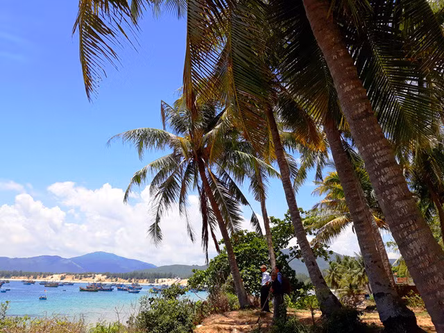 Hàng rừa ven biển thôn Tân Phụng 1, đường dẫn đến Mũi Rồng đẹp nên thơ.