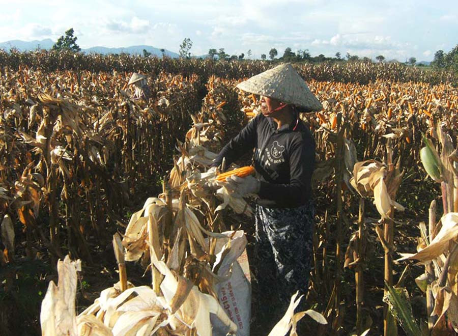  Cây bắp lai cho hiệu quả kinh tế cao. Ảnh: Lê Nam