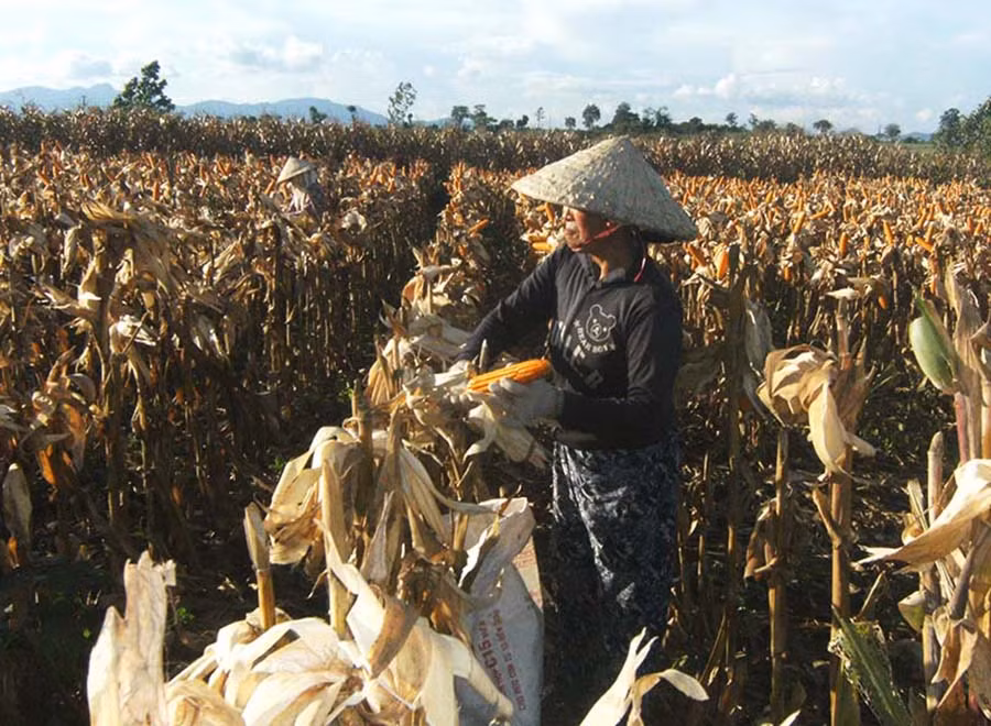  Cây bắp lai cho hiệu quả kinh tế cao. Ảnh: Lê Nam