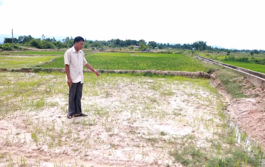 Dù đã xuống giống hơn tháng nay nhưng ruộng lúa của gia đình anh Keo hầu như không phát triển vì không có mưa. Ảnh: Q.T