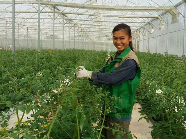 Cô kỹ sư trẻ Hoàng Thị Sen đang làm việc tại nhiều trang trại công nghệ cao để tích lũy kinh nghiệm 