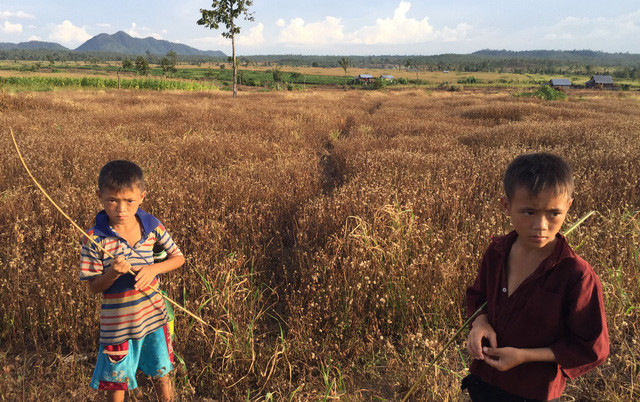Hai trẻ lang thang kiếm cá ăn trong cánh rừng bị thiêu rụi. Hai trẻ lang thang kiếm cá ăn trong cánh rừng bị thiêu rụi.