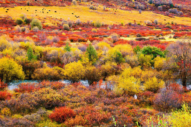 Một trong những khu vực có lá phong đỏ lớn nhất Trung Quốc là Miyalou ở Tứ Xuyên. Ảnh: China.org